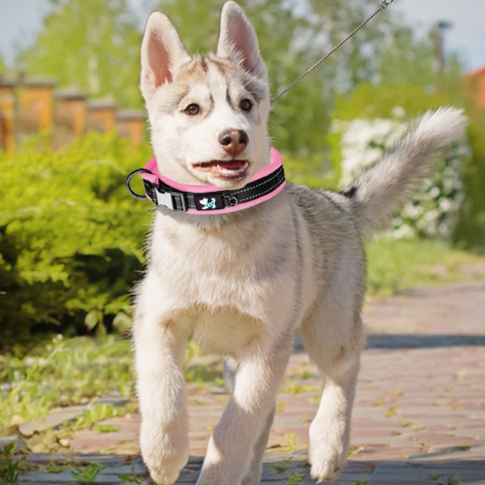 Reflective Nylon Personalized Dog Collar